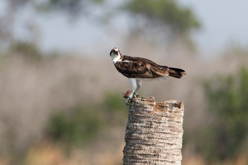 Osprey in a Marsh in Florida