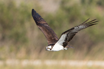 Osprey in a Marsh in Florida