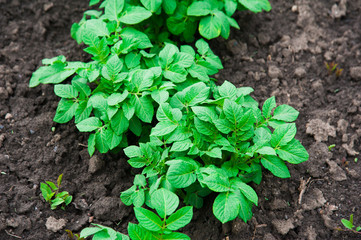 Potato plants field