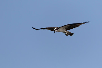 Osprey in a Marsh in Florida