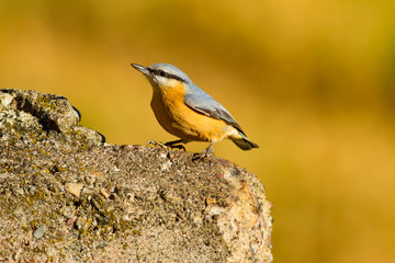 Cute little bird. Nature background. Bird: Eurasian Nuthatch. Sitta europaea.