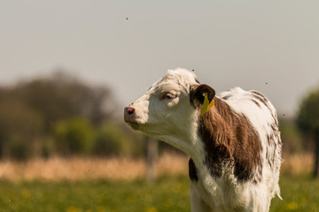 Geflecktes Kälbchen auf der Weide im Frühling