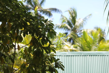 Fototapeta na wymiar North island seychelles beach Indian Ocean palms