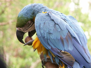 Papagei blau