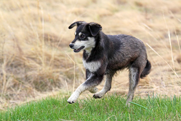 Dog black and white walking in the field. Yellow and green grass background. Games in the fresh air. Homeless dog concept.