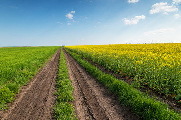 Fototapeta na wymiar Yellow field rape, young green wheat and blue sky.