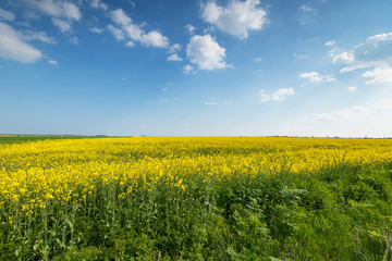 yellow rape field.