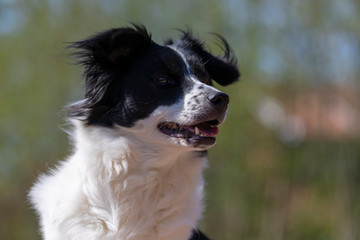 Bordercollie im Garten