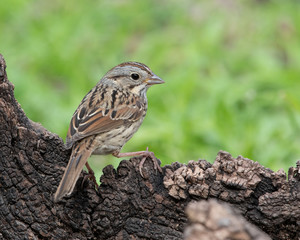 Lincoln's Sparrow