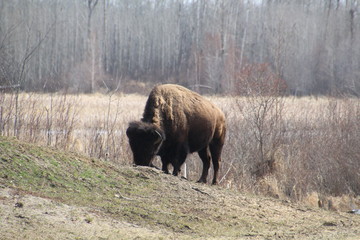Bison Grazing On A Hill, Elk Island National Park, Alberta