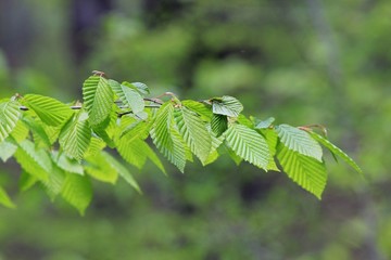 Young leaves on a tree branch in the forest