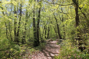 Fototapeta premium Spring forest in the natural Park 