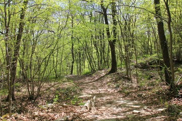 Spring forest in the natural Park 