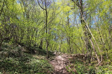 Fototapeta premium Spring forest in the natural Park 