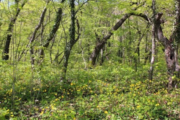 Fototapeta na wymiar Spring forest in the natural Park 