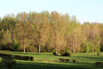 Des arbres dans la campagne wallonne