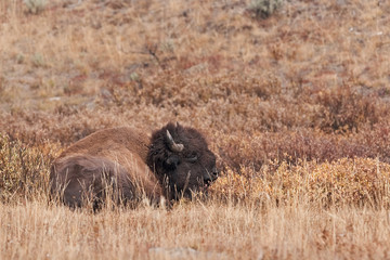 American bison, bison bison, Yellowstone national park, USA