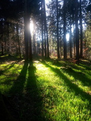 Obraz premium Wald Lichtdurchflutet 4