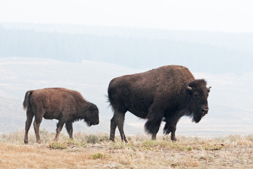 American bison, bison bison, Yellowstone national park, USA © prochym
