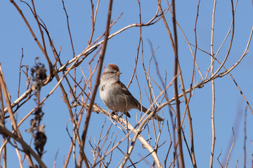  Chipping sparrow (Spizella passerina) is a species of American sparrow,perched on the branch tree