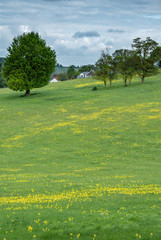 Spring Meadow in the English countryside