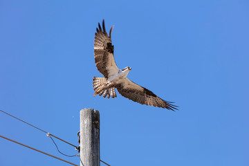 Western osprey (Pandion haliaetus)  with caught fish on flight.Bird of prey also called sea hawk, river hawk, and fish hawk
