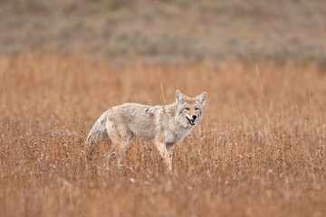 Naklejka na ściany i meble Coyote, prairie wolf, canis latrans, Yellowstone national park, USA