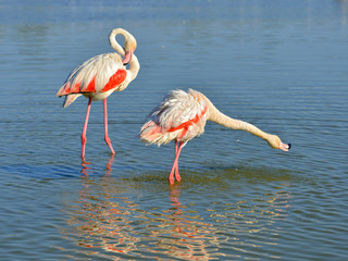 Two lamingos in water (Phoenicopterus ruber) of which one with the neck stretched horizontally, in the Camargue is a natural region located south of Arles, France
