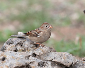 Field Sparrow
