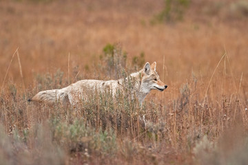 Coyote, prairie wolf, canis latrans, Yellowstone national park, USA