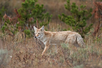 Naklejka na ściany i meble Coyote, prairie wolf, canis latrans, Yellowstone national park, USA