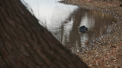 lake in the forest
