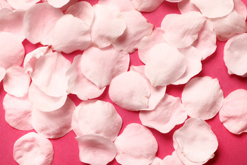 petals on a pink background