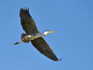 Fototapeta na wymiar Grey heron (Ardea cinerea) in flight seen from below on tke blue background, in the Camargue is a natural region located south of Arles, France, between the Mediterranean Sea and the two arms of the R