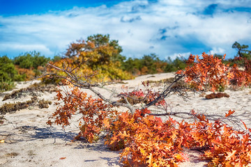 Cape Cod National Seashore Nature