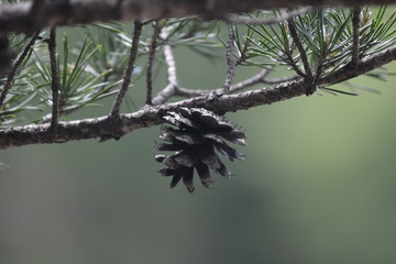Pinecones
