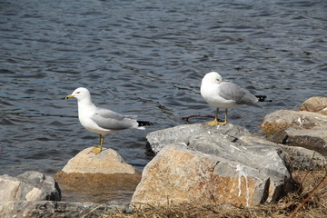 Seagulls On The Rocks, William Hawrelak Park, Edmonton, Alberta