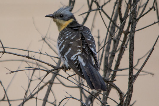 Cuculo dal ciuffo (Clamator glandarius)