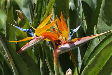 Colorful flower Bird of paradise - Strelitzia Reginae