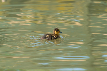Tiny Mallard duckling (Anas platyrhynchos) swimming on the lake
