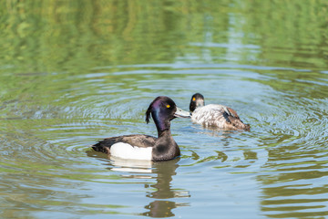 Tuffed duck (Aythya fuligula) male on the lake with reflection in the water - closeup with selective focus