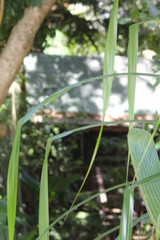 North island seychelles beach Indian Ocean palms