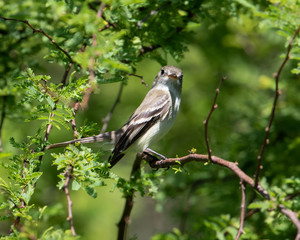 Acadian FLycatcher