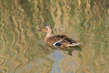 Mallard female duck (Anas platyrhynchos) swimming on the lake