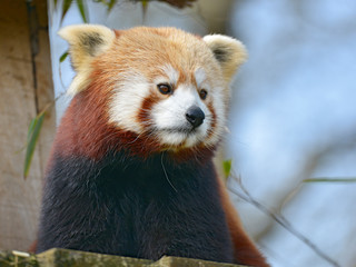 Fototapeta premium Portrait of red panda (Ailurus fulgens) on blue sky background