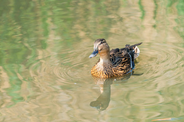 Mallard female duck (Anas platyrhynchos) swimming on the lake