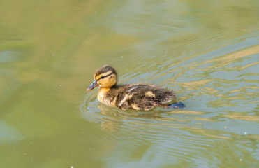 Tiny Mallard duckling (Anas platyrhynchos) swimming on the lake