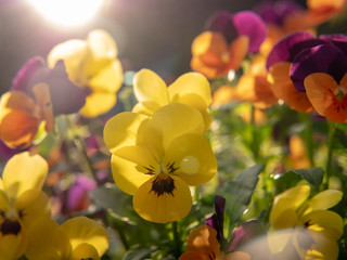 Obraz na płótnie Canvas yellow flowers on sunset