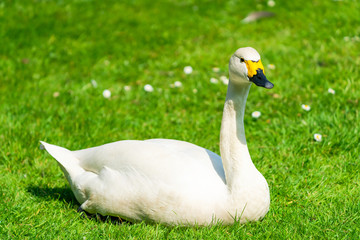 Berwick's swan (Cygnus columbianus bewickii) sitting on a grass © beataaldridge