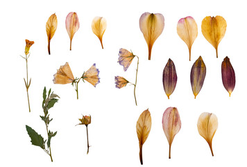 Dry flower petals, dry plants. Herbarium. Isolated on white background. A set of dry and pressed...